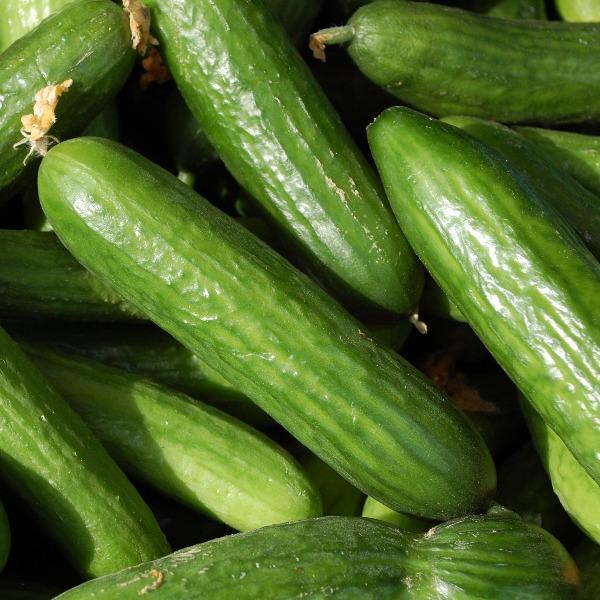 Cucumber - Muncher - Sow Good Seeds