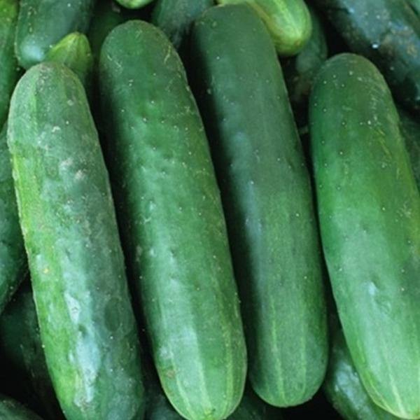 Cucumber - Poinsett - Sow Good Seeds