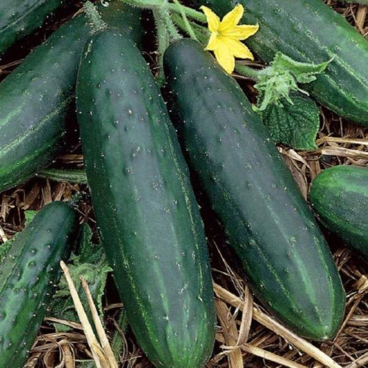 Cucumber - Spacemaster - Sow Good Seeds