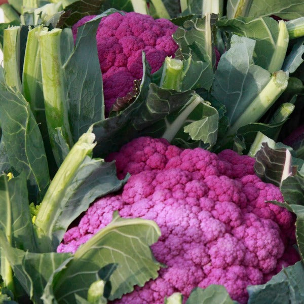 Cauliflower - Purple Sicily