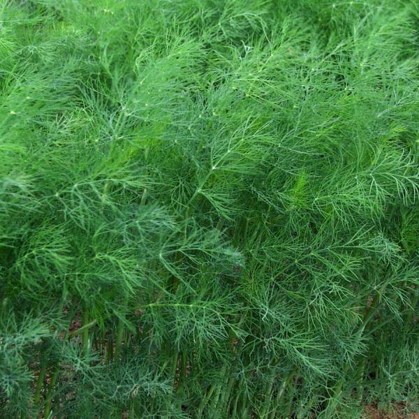 Dill - Dill - Sow Good Seeds