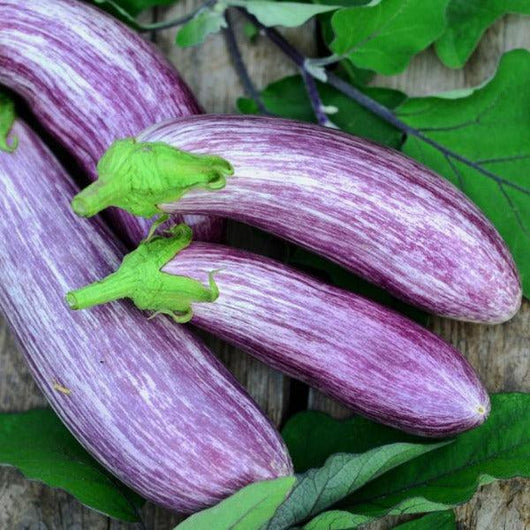 Eggplant - Tsakoniki - Sow Good Seeds