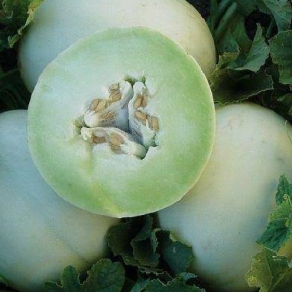 Melon - Honeydew Green Flesh