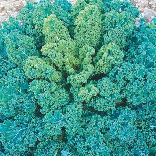 Kale - Dwarf Blue Curled - Sow Good Seeds