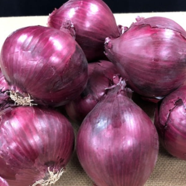 Onion - Amposta Purple