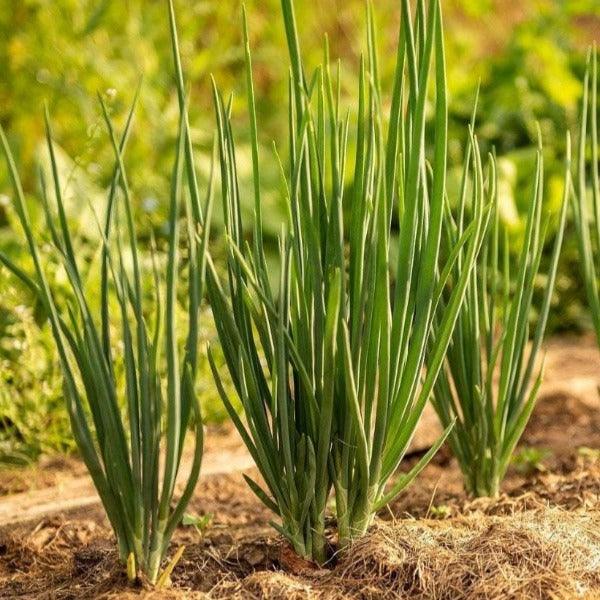 Onion - Bunching Nebuka - Sow Good Seeds
