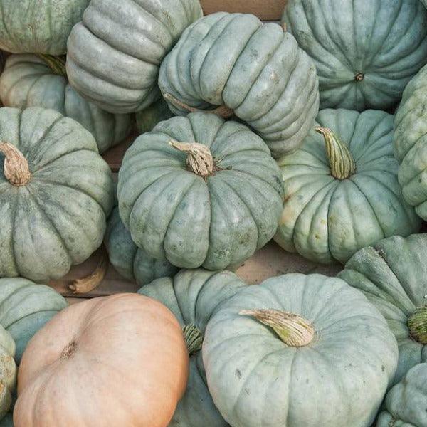 Pumpkin - Queensland Blue - Sow Good Seeds