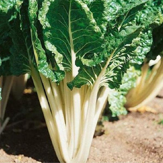 Silverbeet - White - Sow Good Seeds