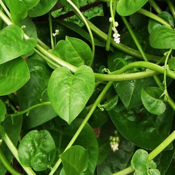 Spinach - Malabar Green