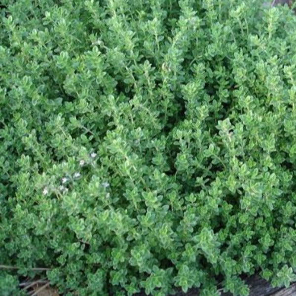 Thyme - Winter