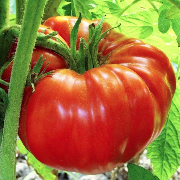 Tomato - Beefsteak - Sow Good Seeds
