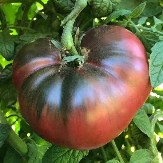 Tomato - Cherokee Purple - Sow Good Seeds