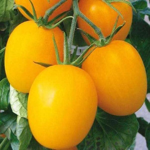 Tomato - Golden Roma - Sow Good Seeds