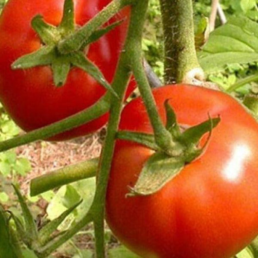 Tomato - Grosse Lisse - Sow Good Seeds