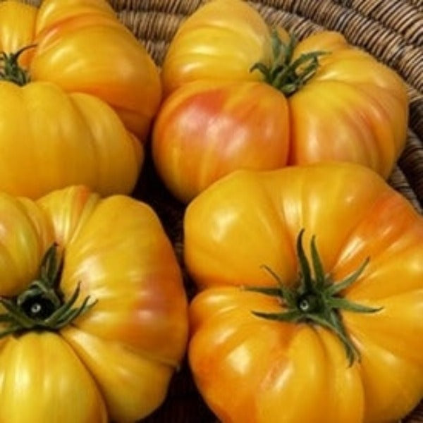 Tomato - Mortgage Lifter Yellow