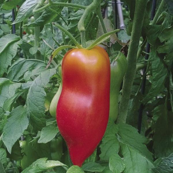 Tomato - Ram's Horn - Sow Good Seeds