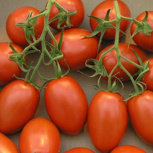 Tomato - Roma - Sow Good Seeds