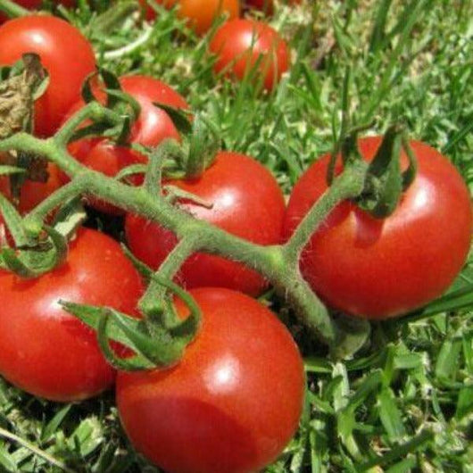 Tomato - Tomme Toe - Sow Good Seeds