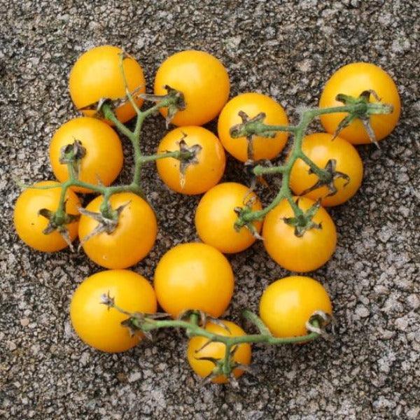 Tomato - Tomme Toe Yellow - Sow Good Seeds