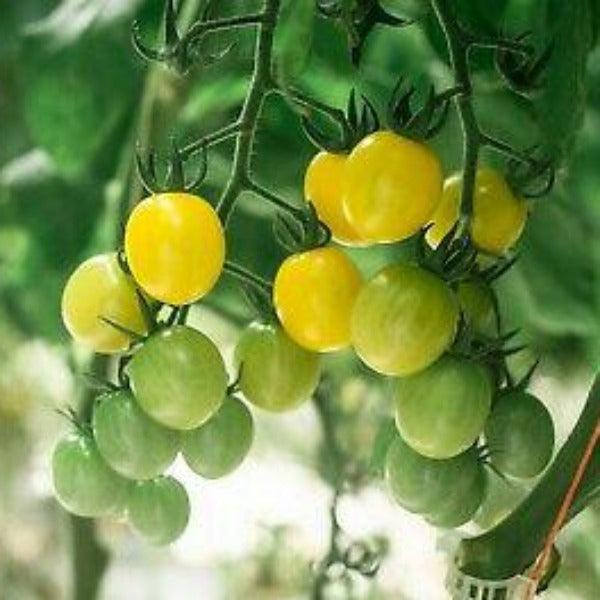 Tomato - Yellow Cherry Honey Bee - Sow Good Seeds