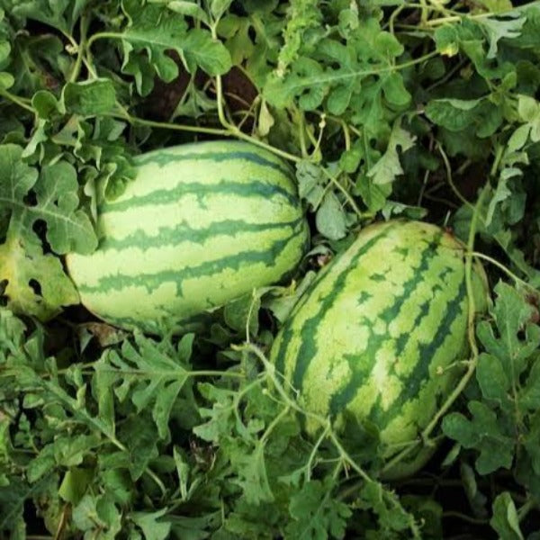 Watermelon - Bush Jubilee