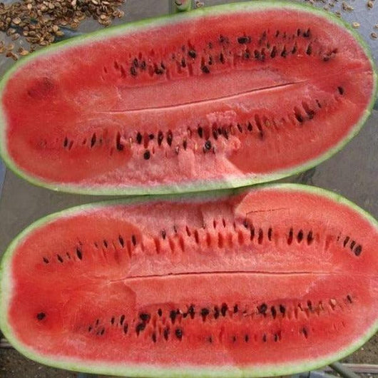 Watermelon - Charleston Grey - Sow Good Seeds