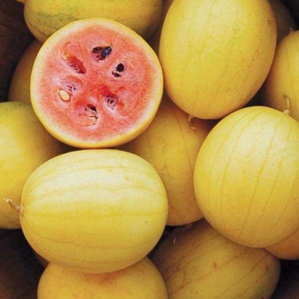 Watermelon - Golden Midget - Sow Good Seeds