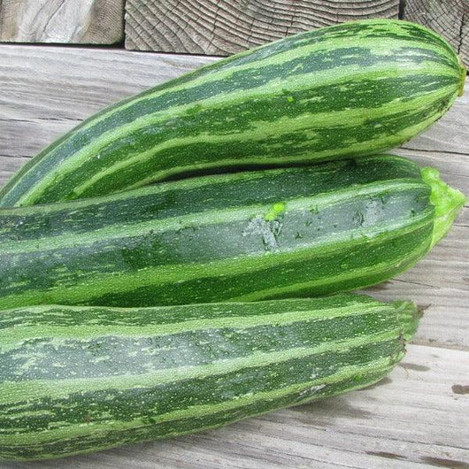 Zucchini - Cocozelle - Sow Good Seeds