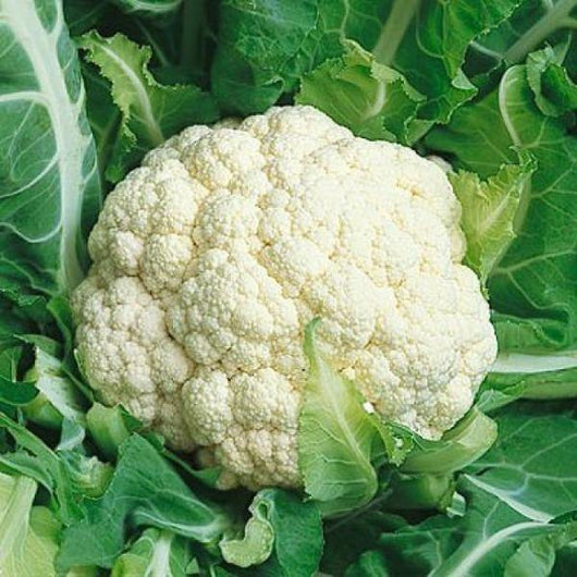 Cauliflower - Snowball Early - Sow Good Seeds