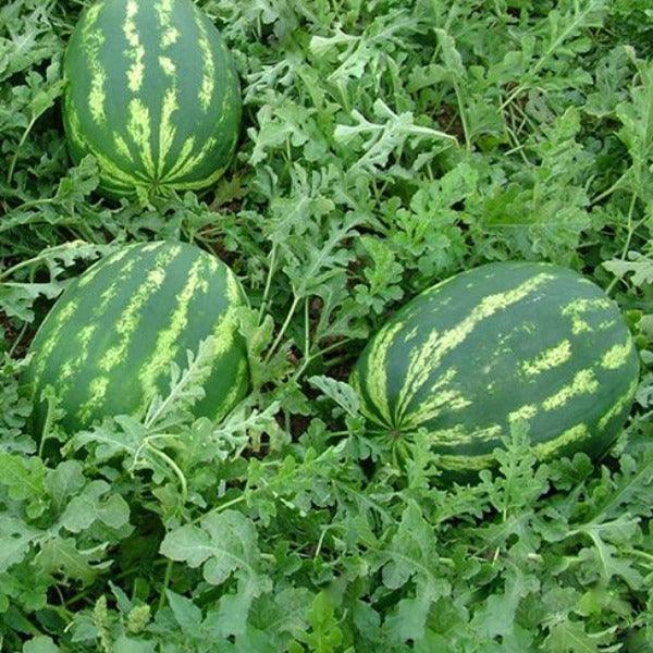 Watermelon - Crimson Sweet - Sow Good Seeds