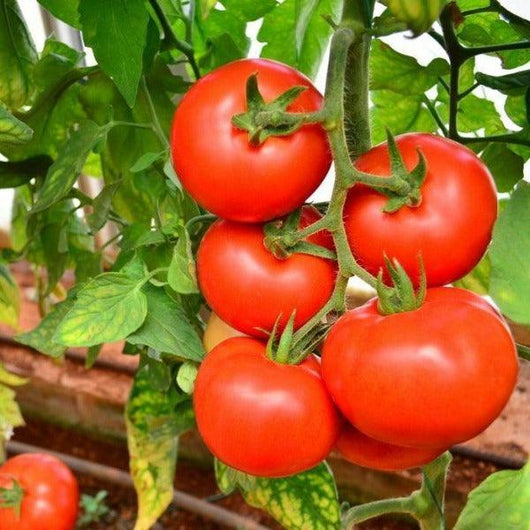 Tomato - Moneymaker - Sow Good Seeds