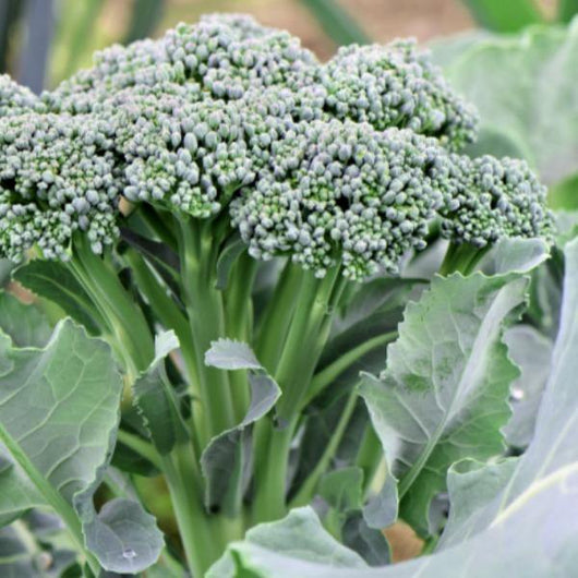 Broccoli - Green Sprouting - Sow Good Seeds