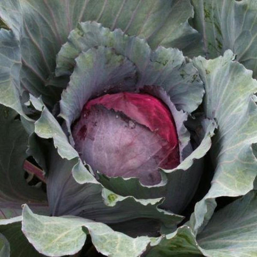 Cabbage - Red Express - Sow Good Seeds