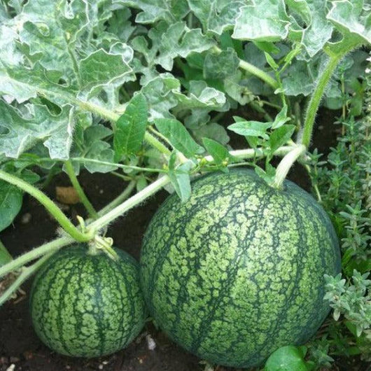 Watermelon - Sugar Baby - Sow Good Seeds