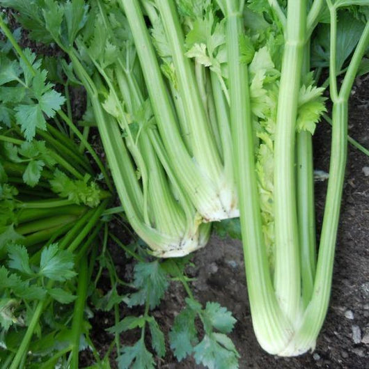 Celery - Tall Utah - Sow Good Seeds