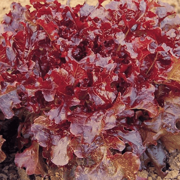 Lettuce - Oakleaf Red - Sow Good Seeds