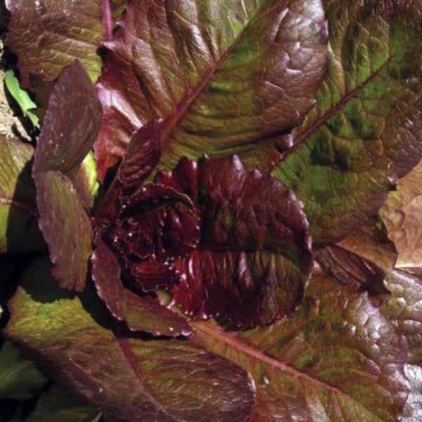 Lettuce - Romaine Red - Cos - Sow Good Seeds